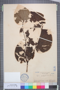 Specimen thumbnail